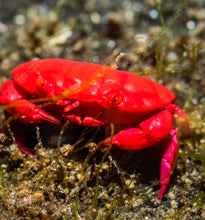 Load image into Gallery viewer, Imported Fresh Red Crab Guppy Food
